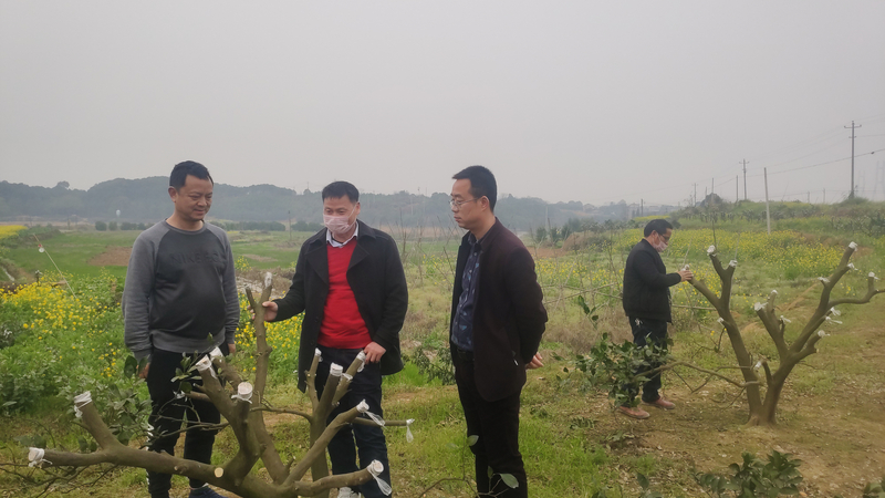 1584779283457048409.jpeg 高接换种.jpeg